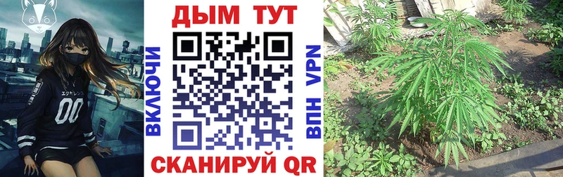 Бошки марихуана планчик  Купить закладки  Калининец 